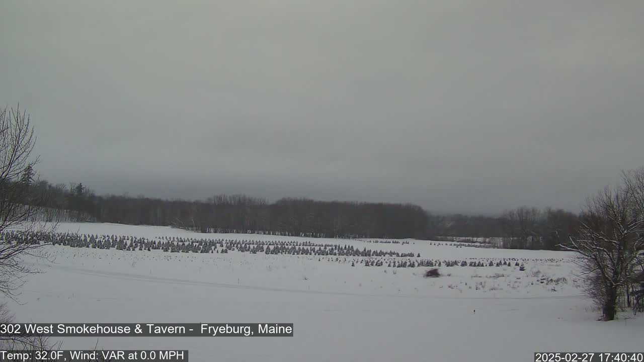 A snow-covered field of small evergreen trees stretches to a line of dark woods under a gray, overcast sky.