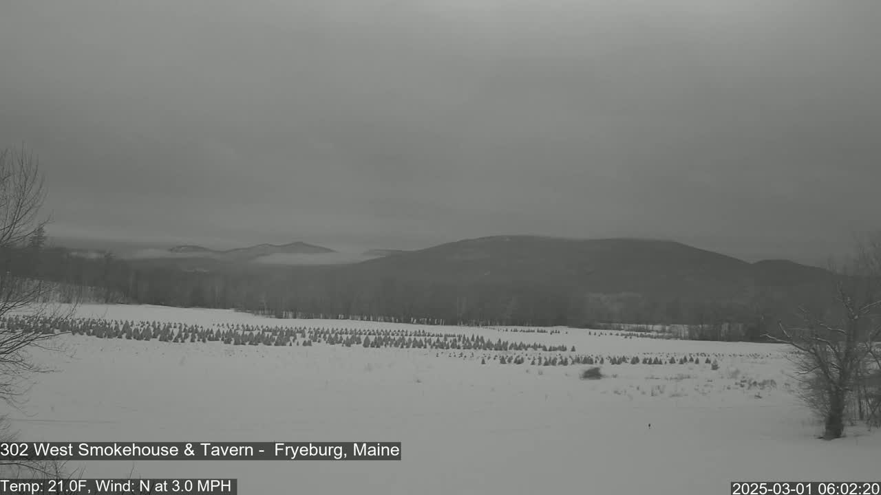 A snow-covered field with rows of small evergreen trees stretches toward distant, hazy mountains under a gray sky.