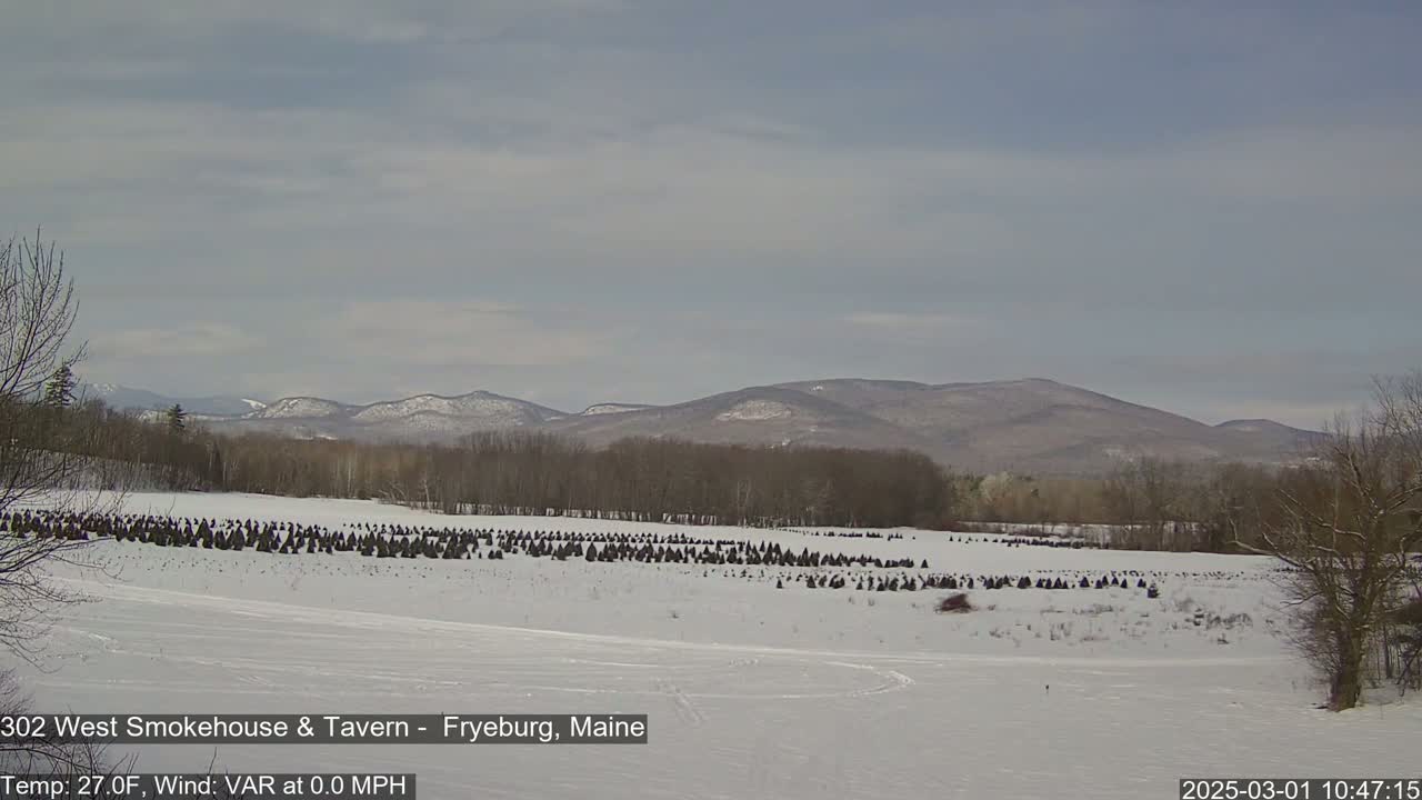 A snow-covered field with numerous dark, conical objects, possibly wrapped Christmas trees, stretches towards a line of bare, low hills under a mostly cloudy sky.