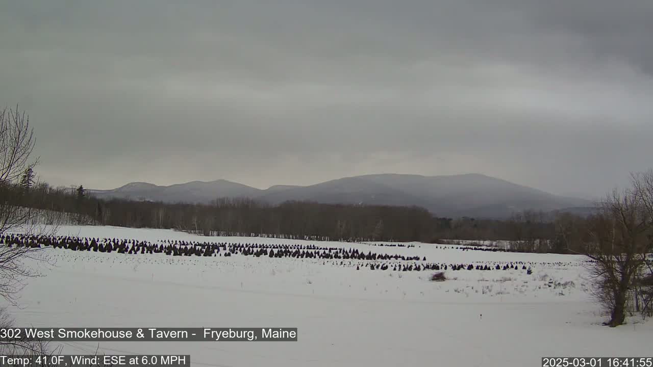 A snow-covered field with numerous dark evergreen trees, a distant mountain range under an overcast sky.