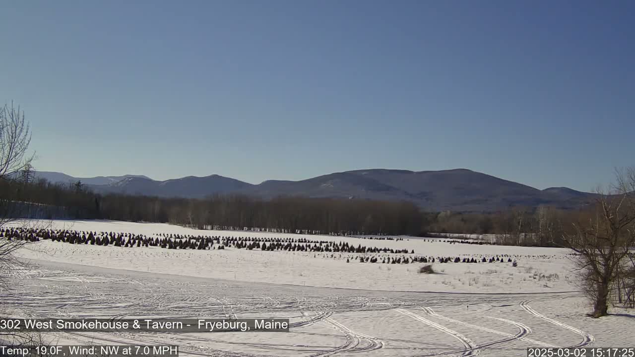 A snow-covered field with numerous evergreen trees bundled together, set against a backdrop of distant mountains under a clear blue sky.