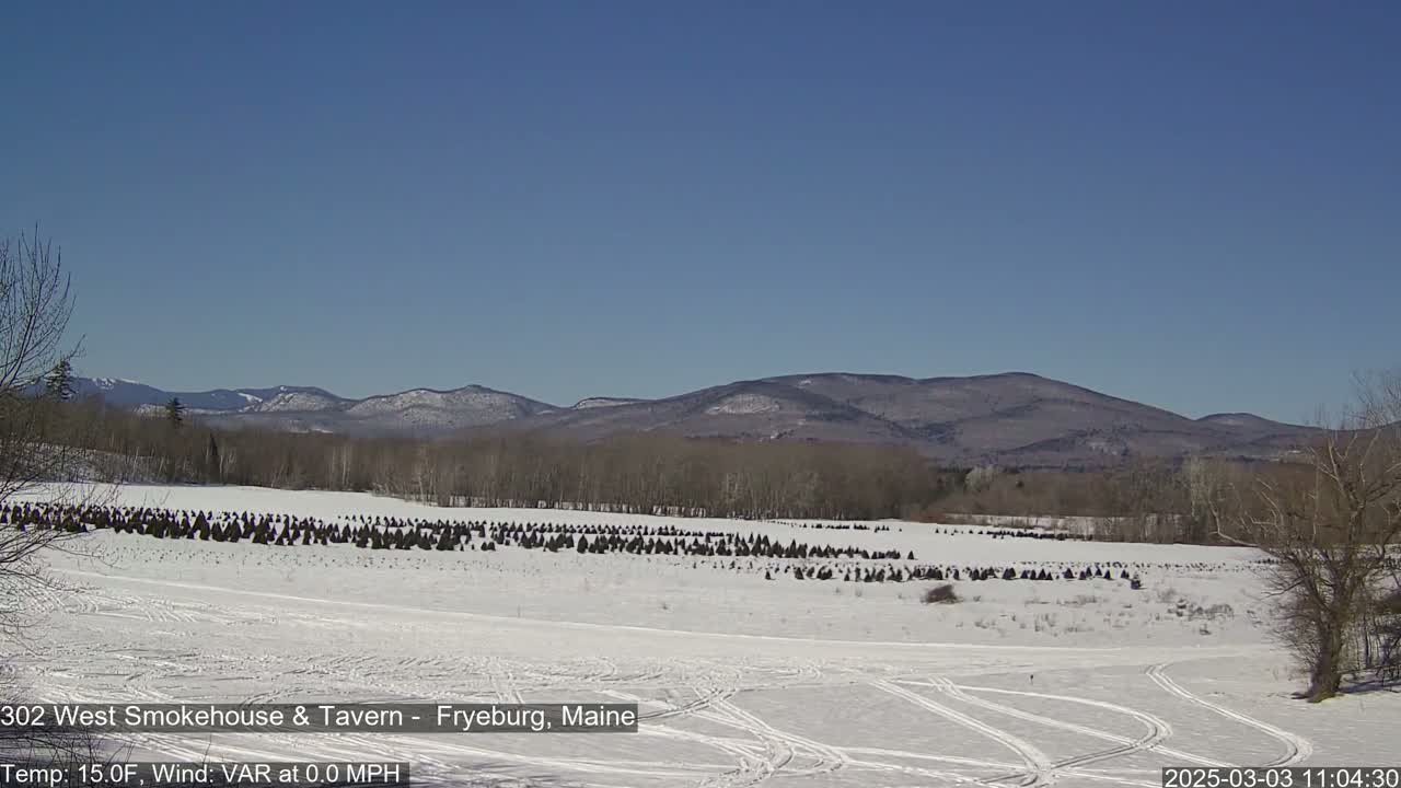 A snow-covered field with rows of evergreen trees sits in front of distant mountains under a clear blue sky.