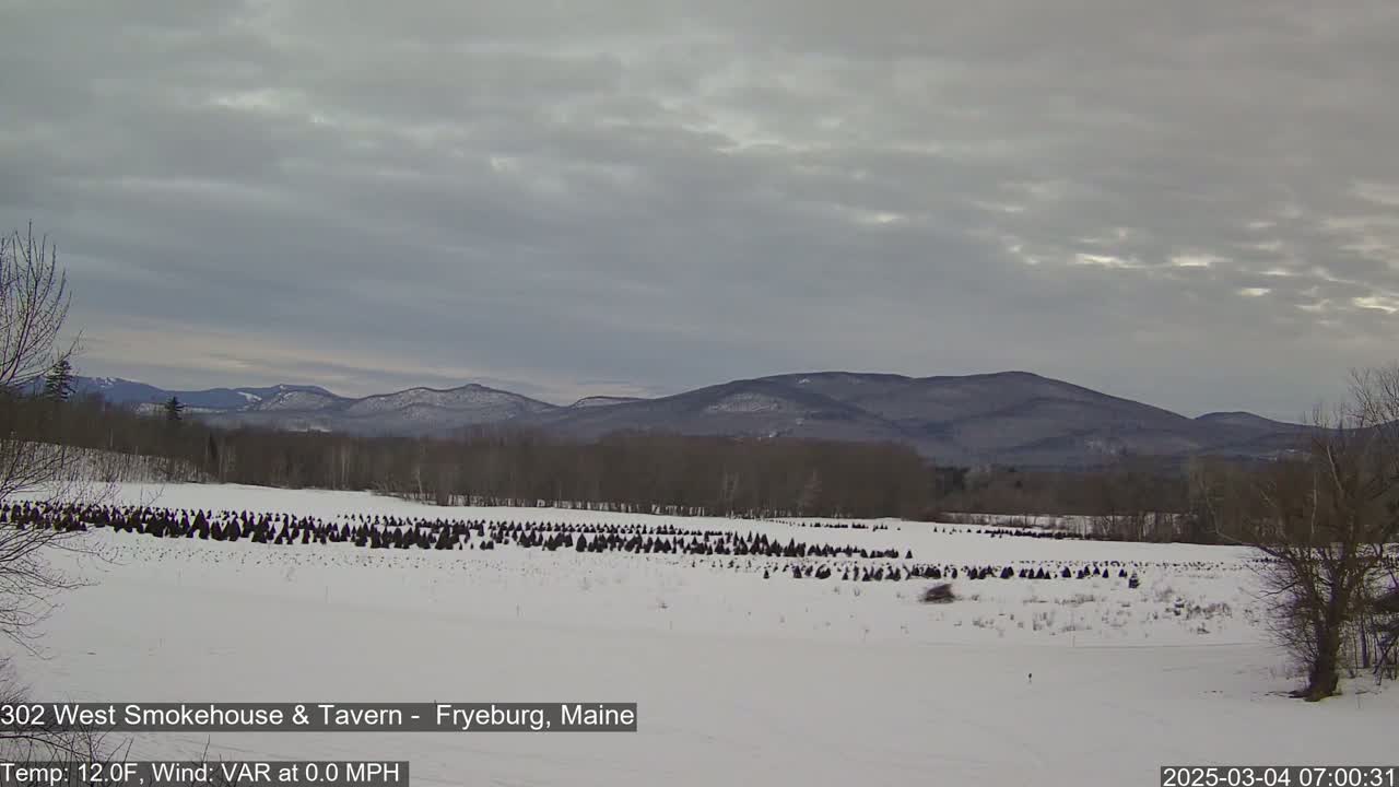A snow-covered field with many dark evergreen trees, set against a backdrop of distant, snow-dusted mountains under a cloudy sky.