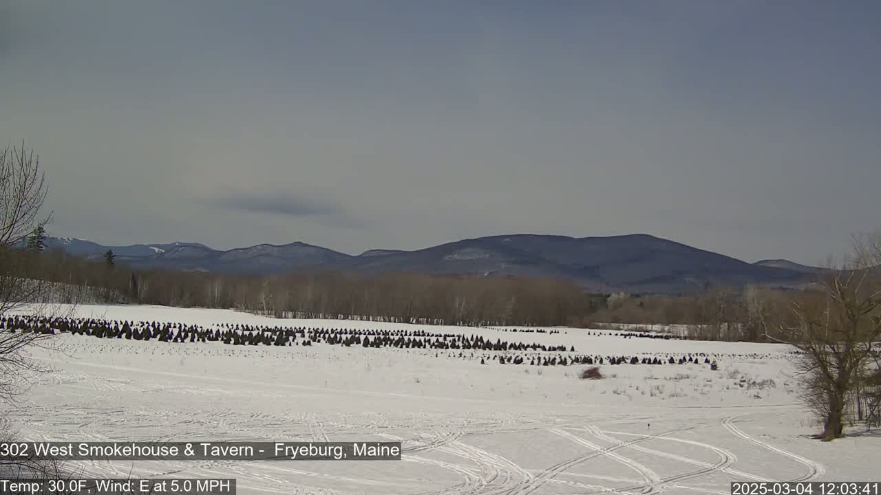 A snow-covered field with numerous evergreen trees, situated in front of a mountain range under a mostly clear sky.