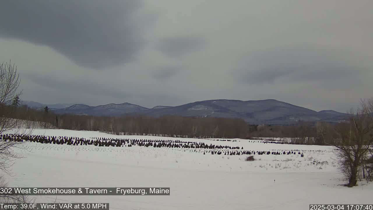 A snow-covered field with many evergreen trees, a line of bare deciduous trees in the background, and distant mountains under an overcast sky.