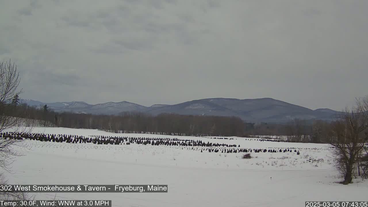 A snow-covered field with numerous dark evergreen trees, a treeline, and distant mountains under a cloudy sky.