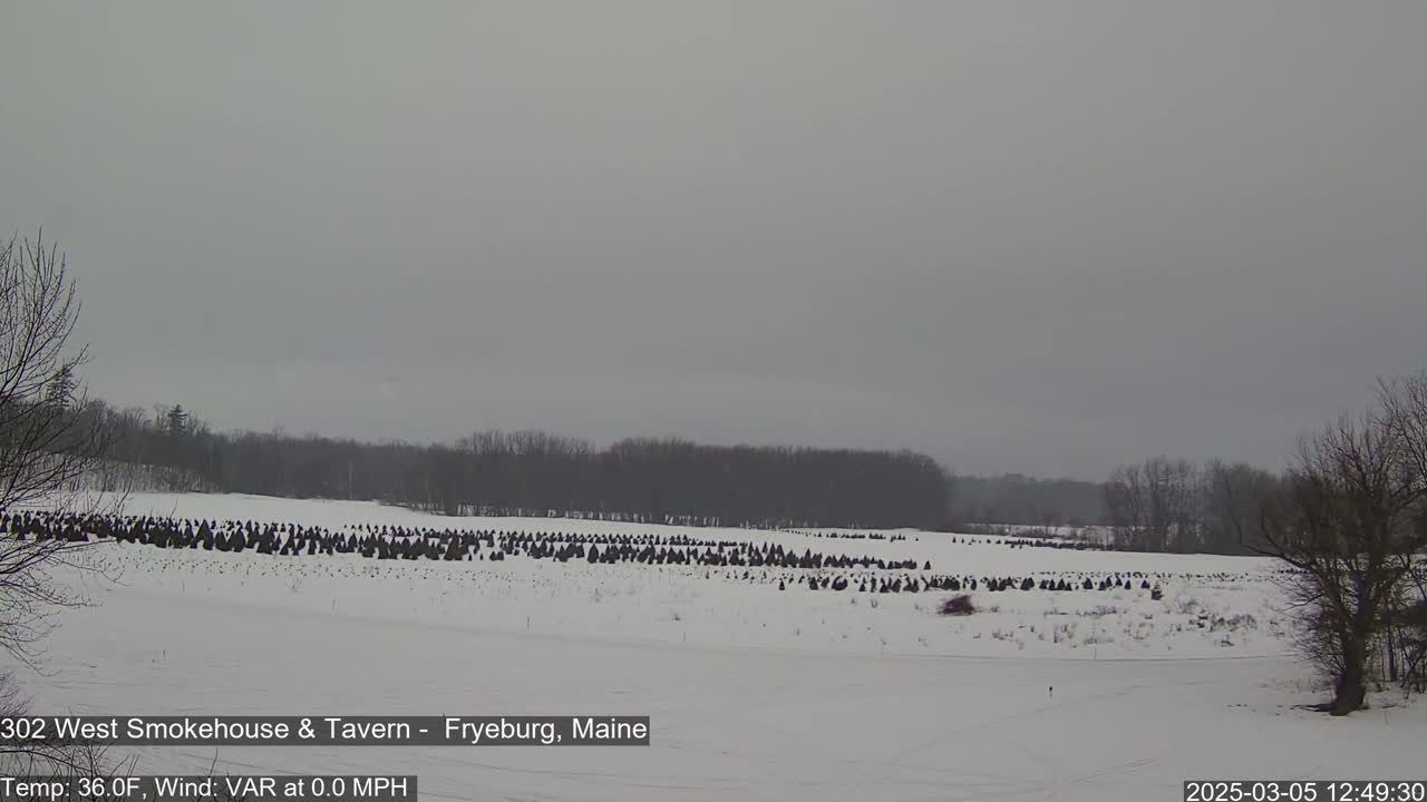 A snow-covered field with numerous dark evergreen trees, a treeline in the background, and an overcast sky.