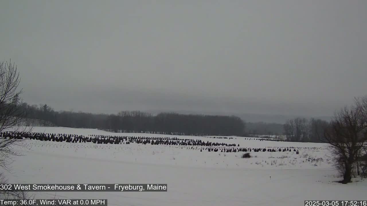 A snow-covered field with numerous dark, conical objects, possibly wrapped Christmas trees, stretches to a line of trees under an overcast sky.