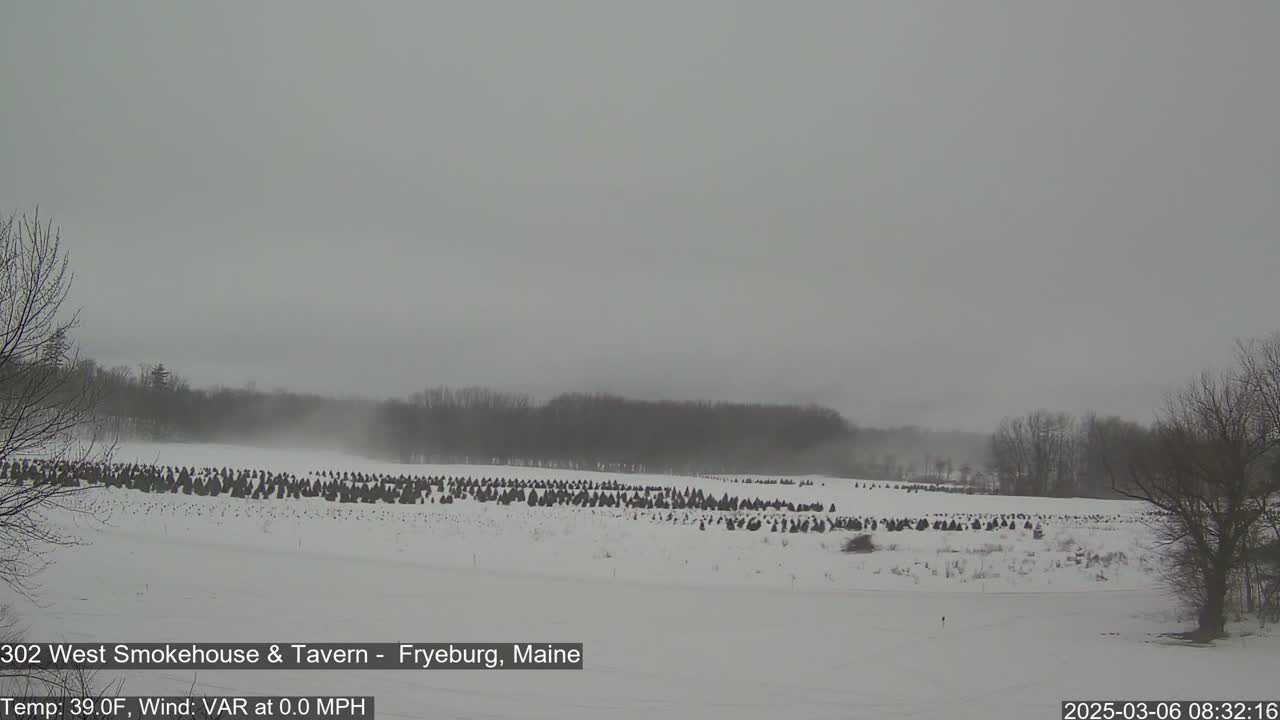 A snow-covered field with numerous small evergreen trees, under a hazy, overcast sky.