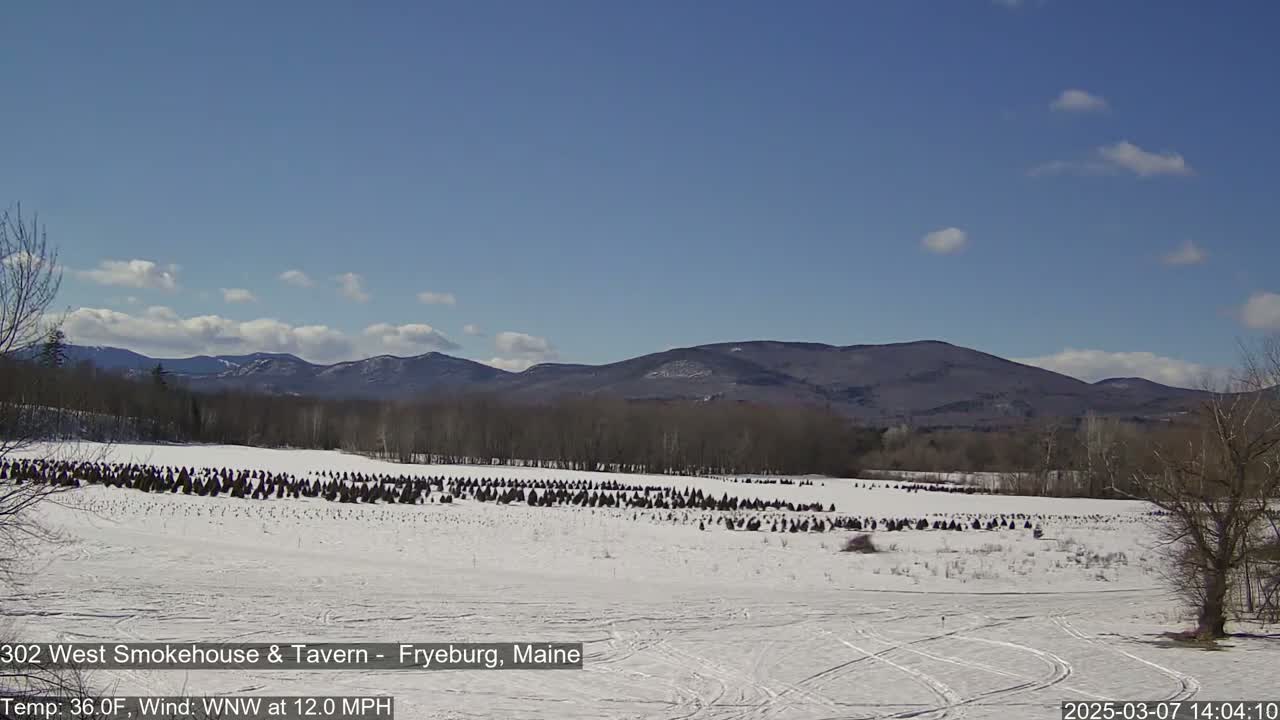 A snow-covered field with many small, dark evergreen trees stretches towards distant, bare, brown mountains under a mostly clear, blue sky.