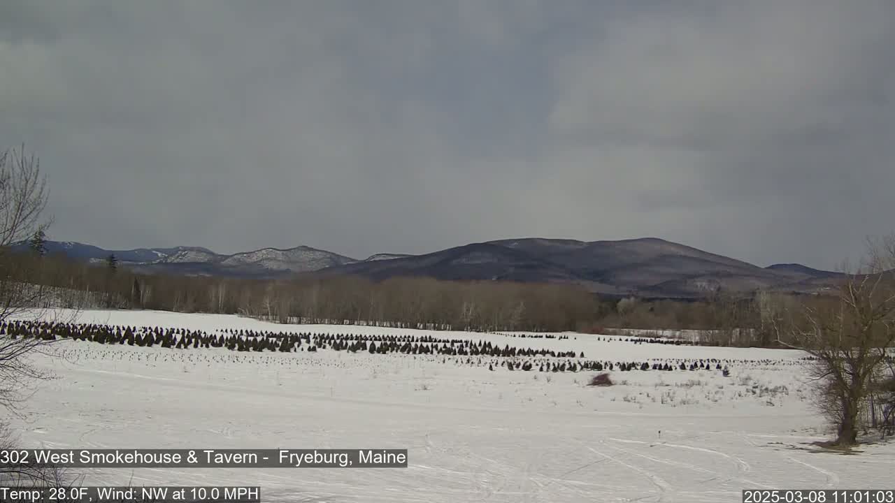 A snow-covered field with rows of young evergreen trees stretches toward distant, snow-dusted mountains under a mostly cloudy sky.