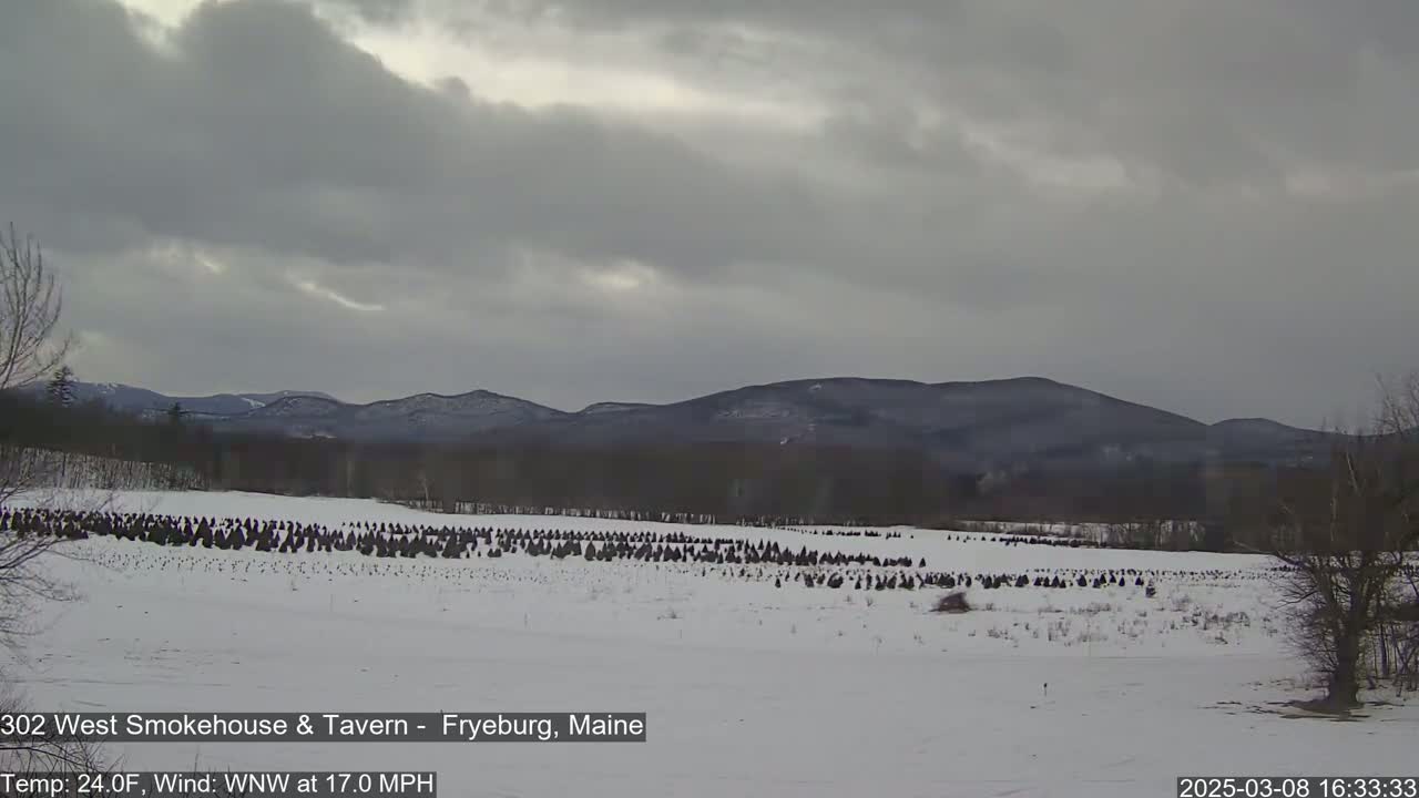 A snow-covered field with numerous small, dark evergreens stretches to the base of distant, dark, snow-dusted mountains under a cloudy sky.