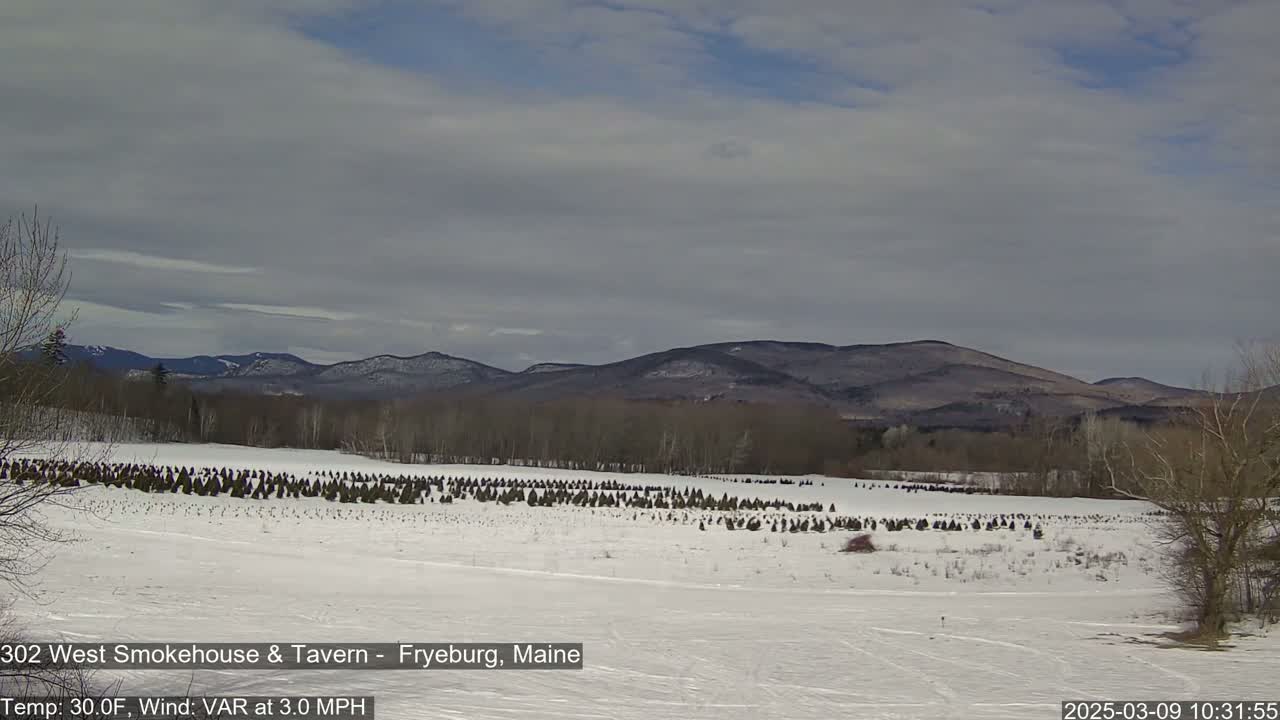 A snow-covered field with rows of small evergreen trees stretches towards distant, snow-dusted mountains under a cloudy sky.