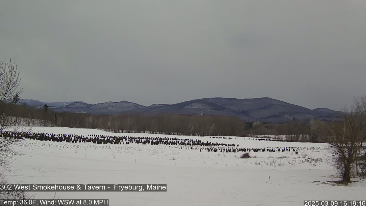A snow-covered field with numerous dark evergreen trees in rows, situated in front of a range of distant, snow-dusted mountains under an overcast sky.