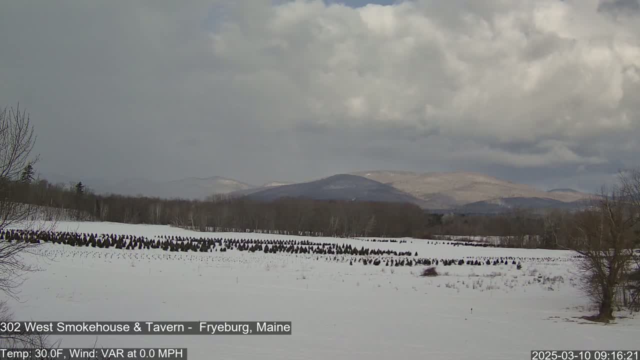 A snow-covered field with numerous evergreen trees, a line of bare deciduous trees in the background, and distant mountains under a cloudy sky.