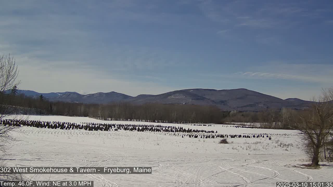 A snow-covered field with numerous dark evergreen trees, set against a backdrop of distant mountains under a mostly clear sky.