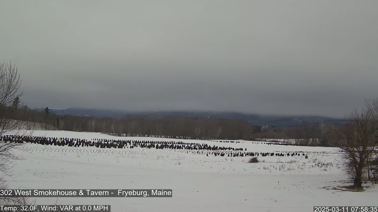 A snow-covered field with many small evergreen trees stretches toward a hazy, distant mountain range under an overcast sky.