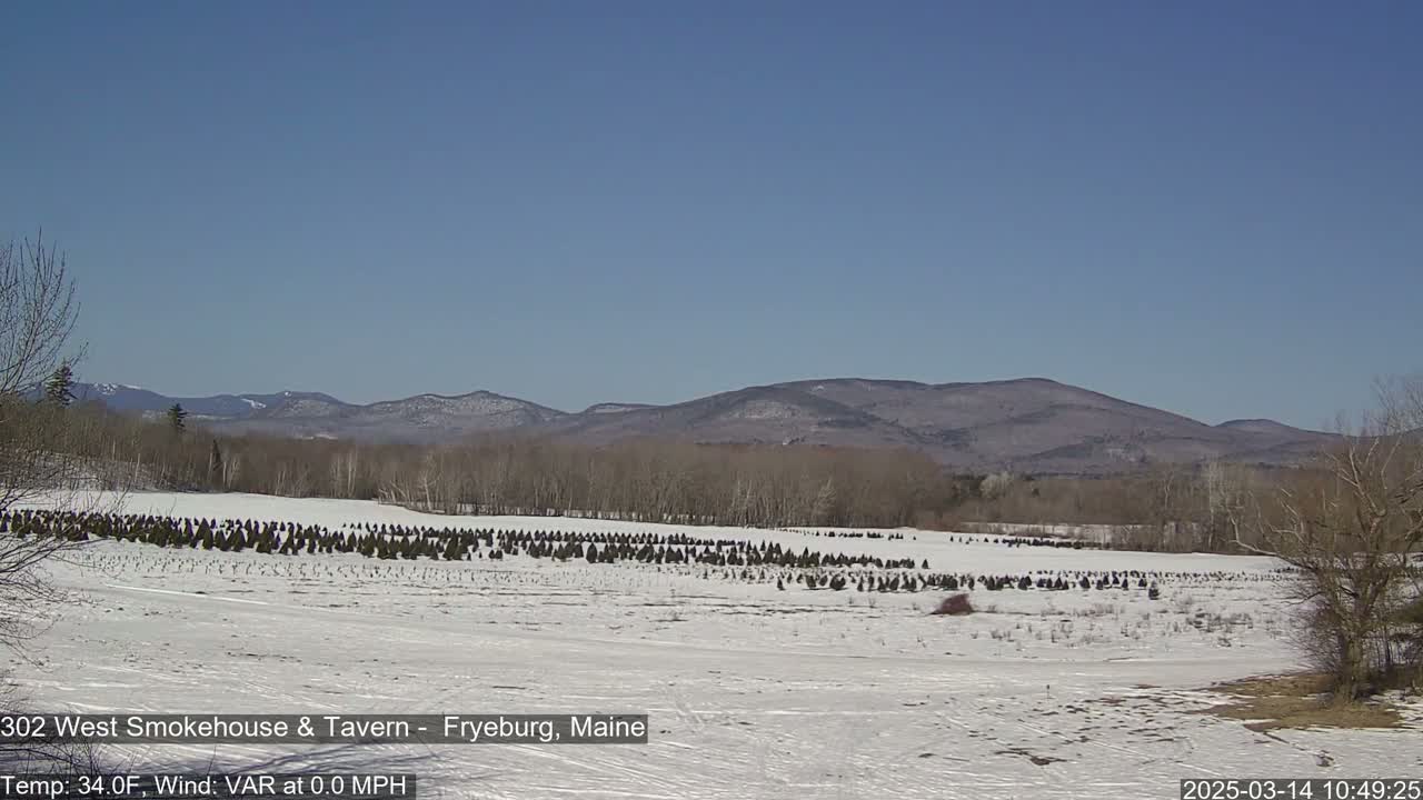 A snow-covered field with rows of young evergreen trees stretches towards distant, snow-dusted mountains under a clear blue sky.