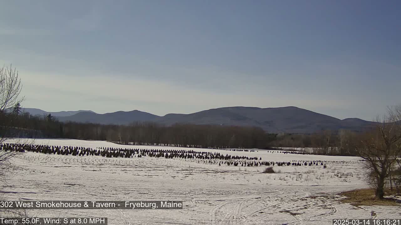 A snow-covered field with numerous small evergreen trees stretches towards distant mountains under a clear, sunny sky.