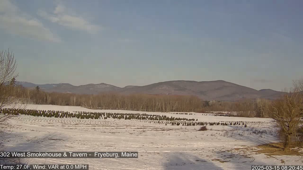 A snow-covered field with rows of small evergreen trees stretches towards a range of brown, leafless hills under a clear, bright sky.