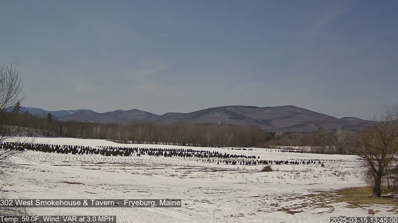 A snow-covered field with rows of evergreen trees stretches towards a range of low mountains under a clear blue sky.
