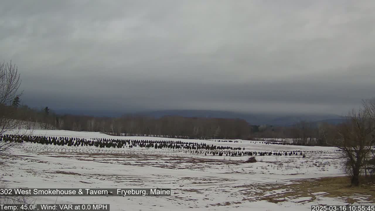 A snow-covered field with rows of young evergreen trees stretches towards a distant, hazy line of hills under a cloudy sky.