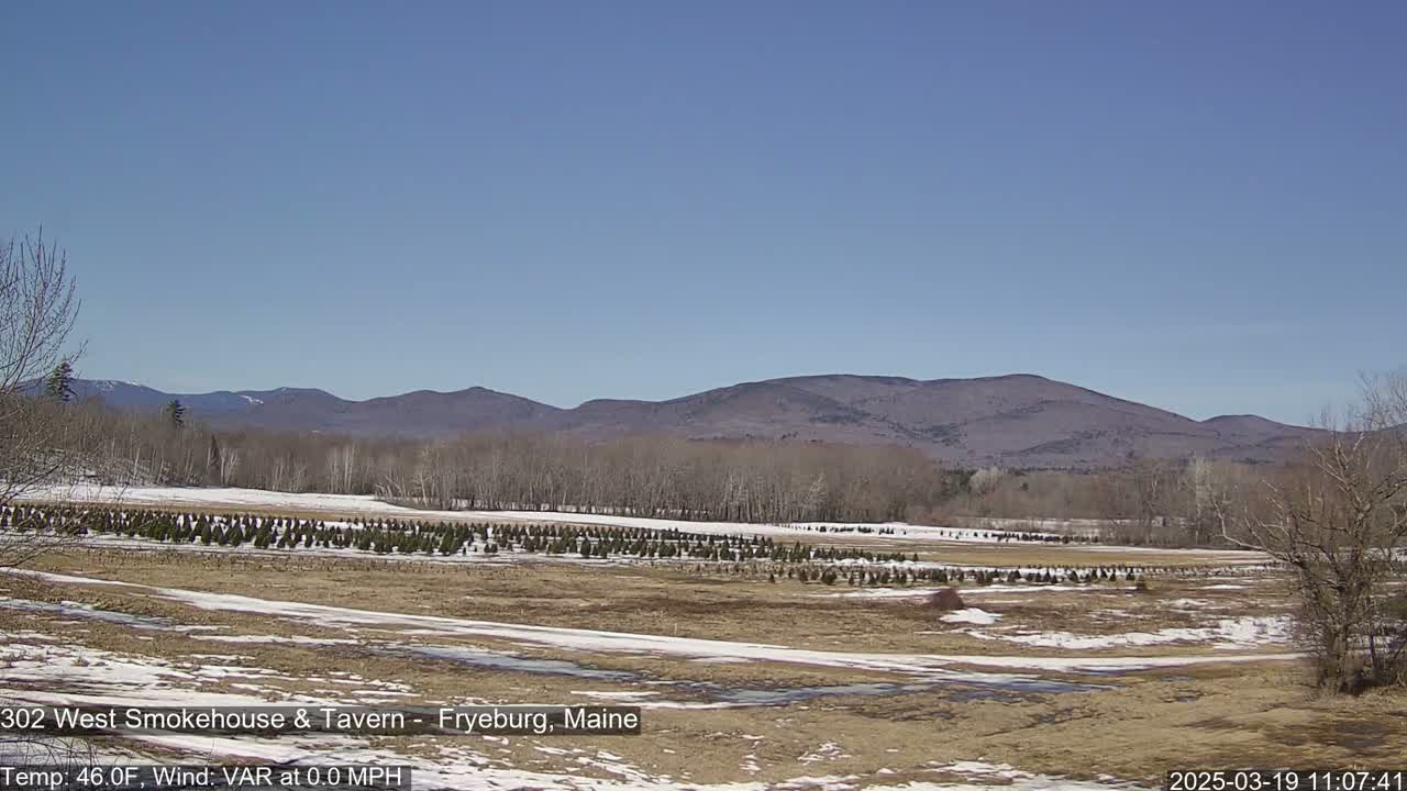 A field of young evergreen trees, partially covered in snow, stretches towards a range of low mountains under a clear blue sky.