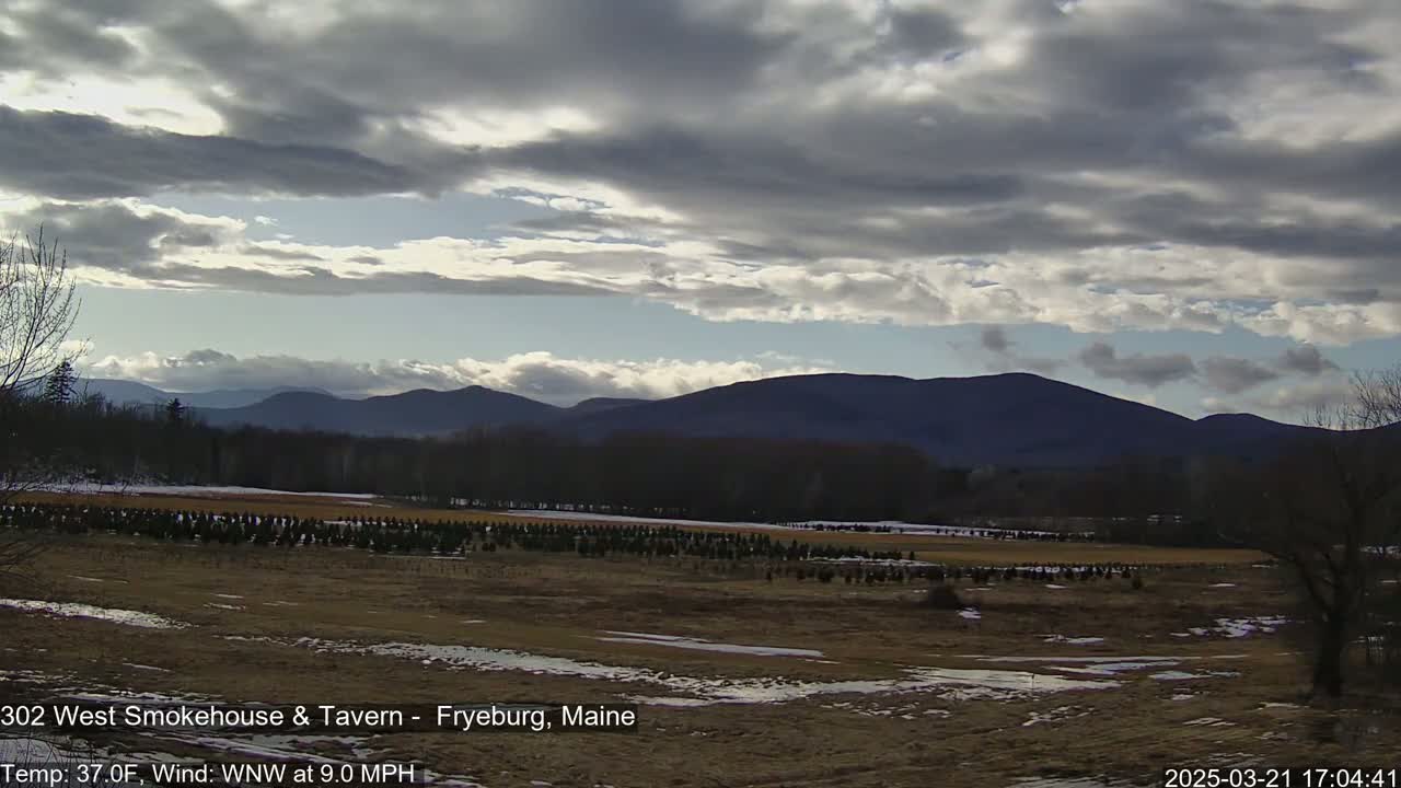 A field of young evergreen trees stretches across a flat landscape under a partly cloudy sky, with dark mountains in the background.