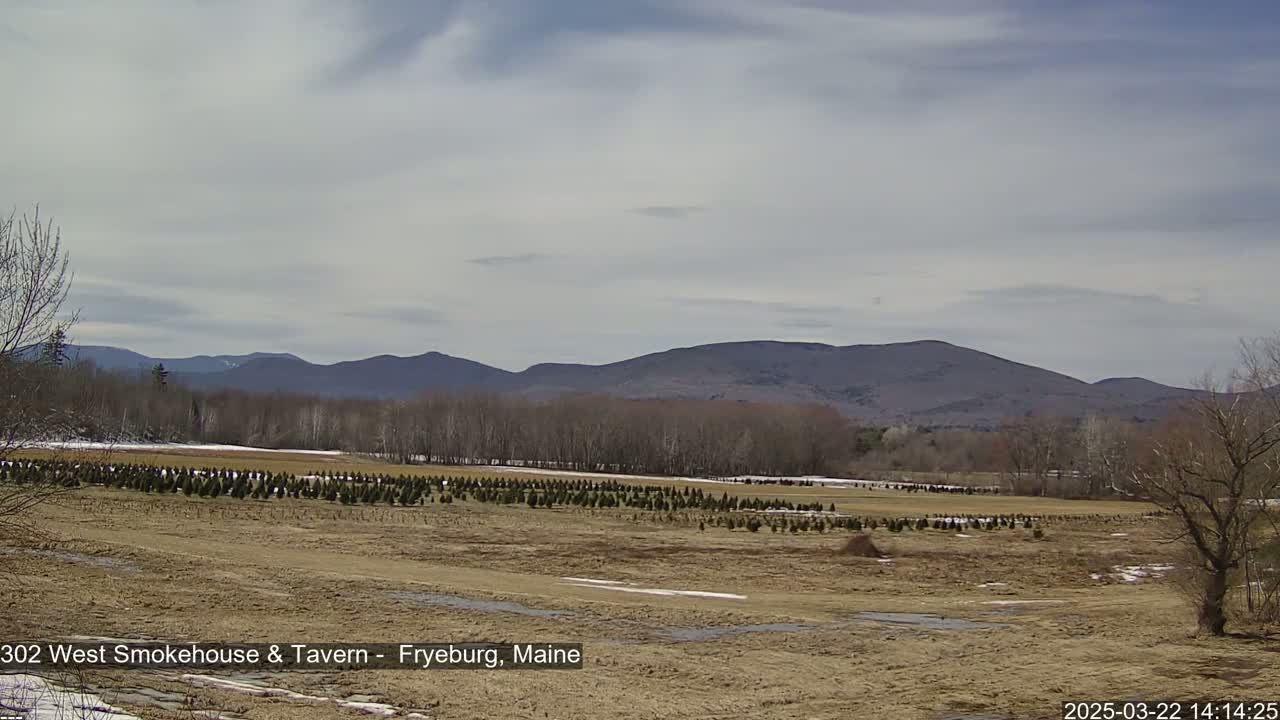 A field of young evergreen trees stretches across a flat landscape under a cloudy sky, with bare deciduous trees and distant mountains in the background.