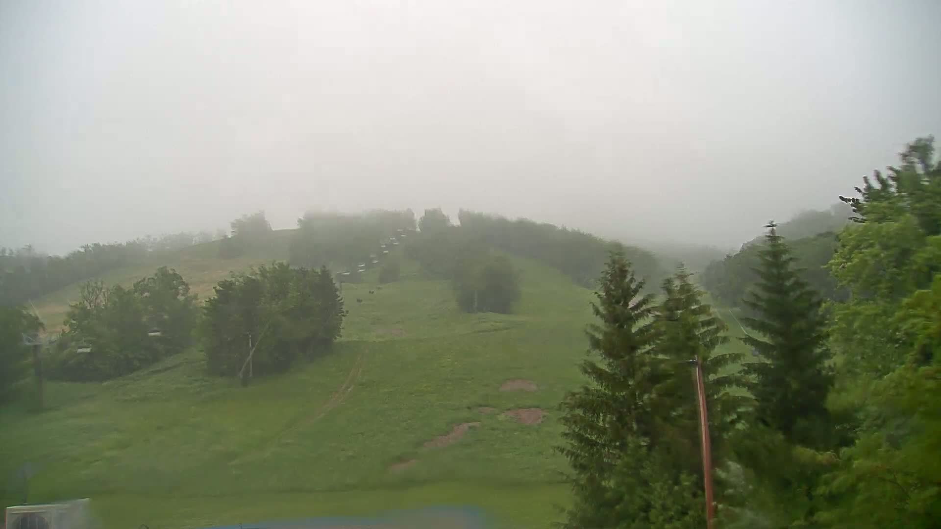 A foggy, rainy view of a grassy hillside dotted with evergreen and deciduous trees.