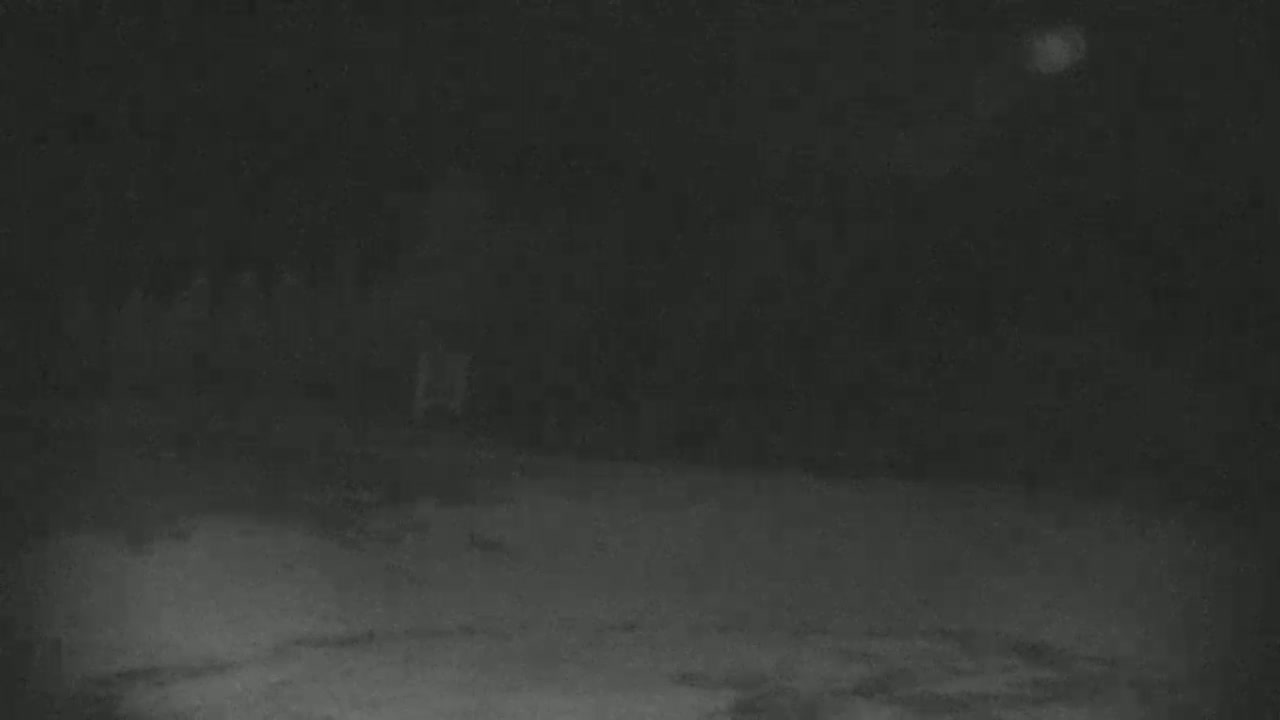 A blurry, nighttime image shows indistinct shapes in the background, possibly people, under a dimly lit moon.