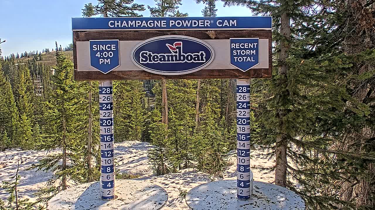 A snow measurement station with two snow depth gauges sits in a sunny area surrounded by evergreen trees, with some snow visible on the ground.