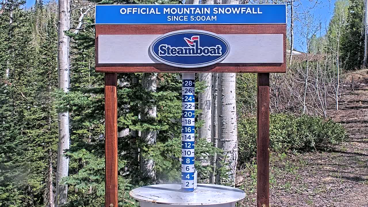 A snow measurement gauge showing a small amount of snowfall is situated outdoors in a sunny area amongst aspen and evergreen trees.
