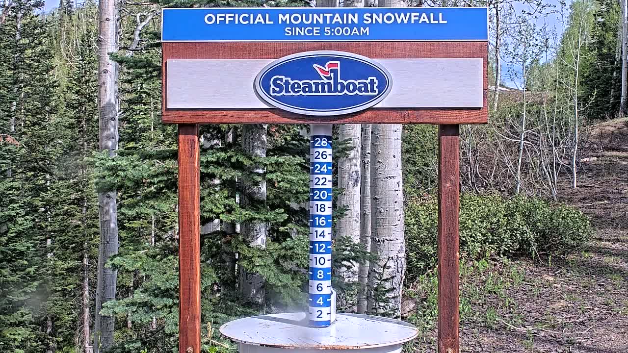 A wooden snow measuring stick stands in front of a forest of evergreens and aspen trees on a sunny day.