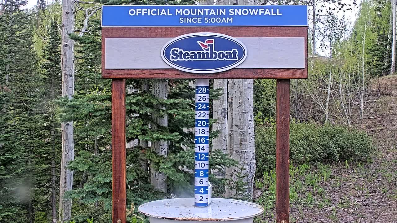 A snow-measuring device stands in a forest of evergreen and aspen trees on a slightly overcast day.