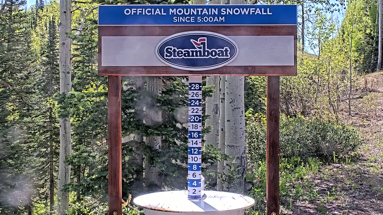 A snow measurement gauge showing a recent snowfall stands in a sunny forest of aspen and evergreens.