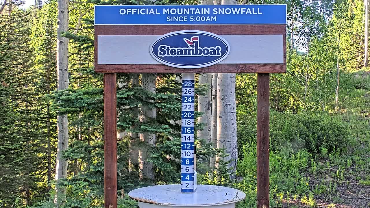 A snow measurement gauge stands in a forest of evergreen and aspen trees on a sunny day.