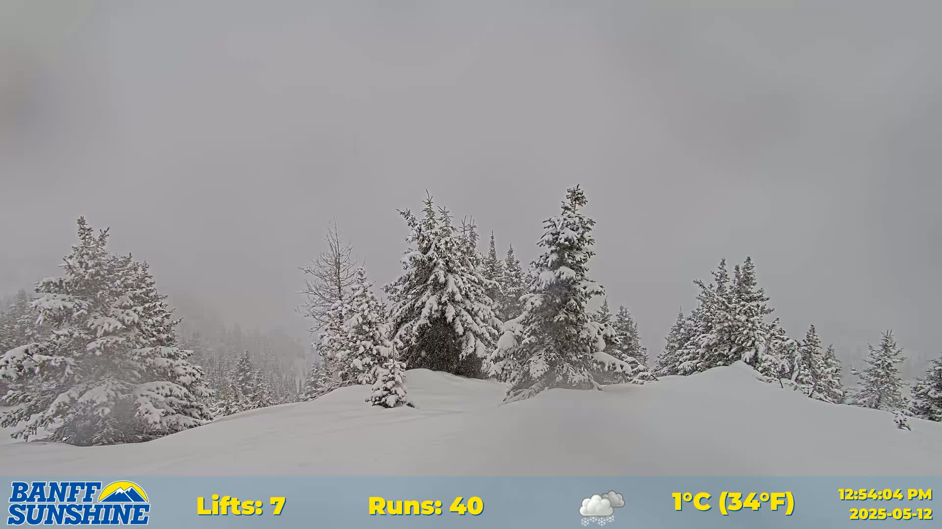 Snow-covered evergreen trees stand on a snow-covered hill in a light snowfall under an overcast sky.