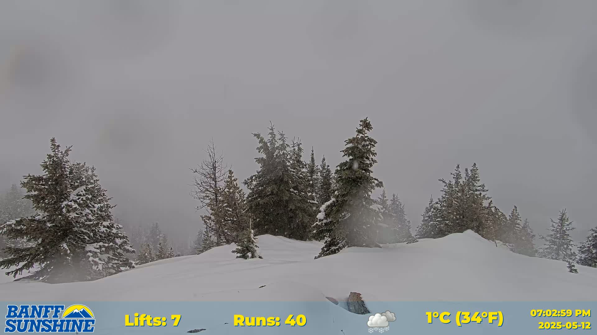 A snowy, overcast scene shows several snow-covered evergreen trees on a snow-covered hill.
