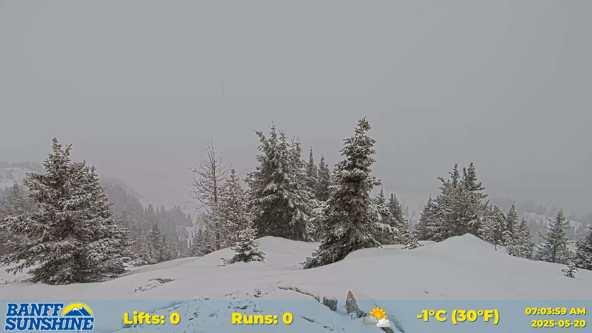 Snow-covered evergreen trees stand on a snowy hillside in overcast conditions.