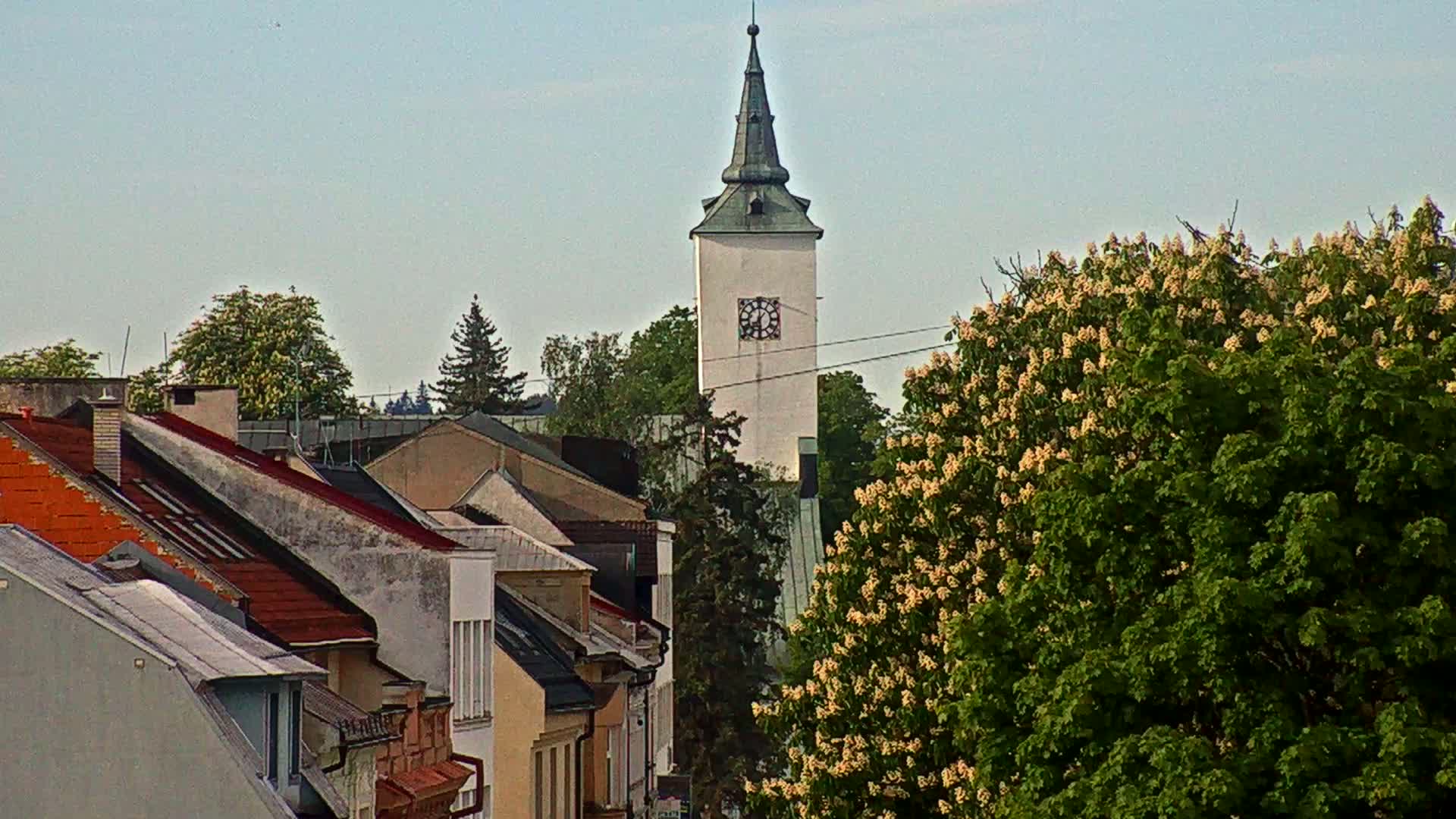 A white clock tower rises above a row of houses with red-tiled roofs, partially obscured by a large, flowering tree under a clear sky.