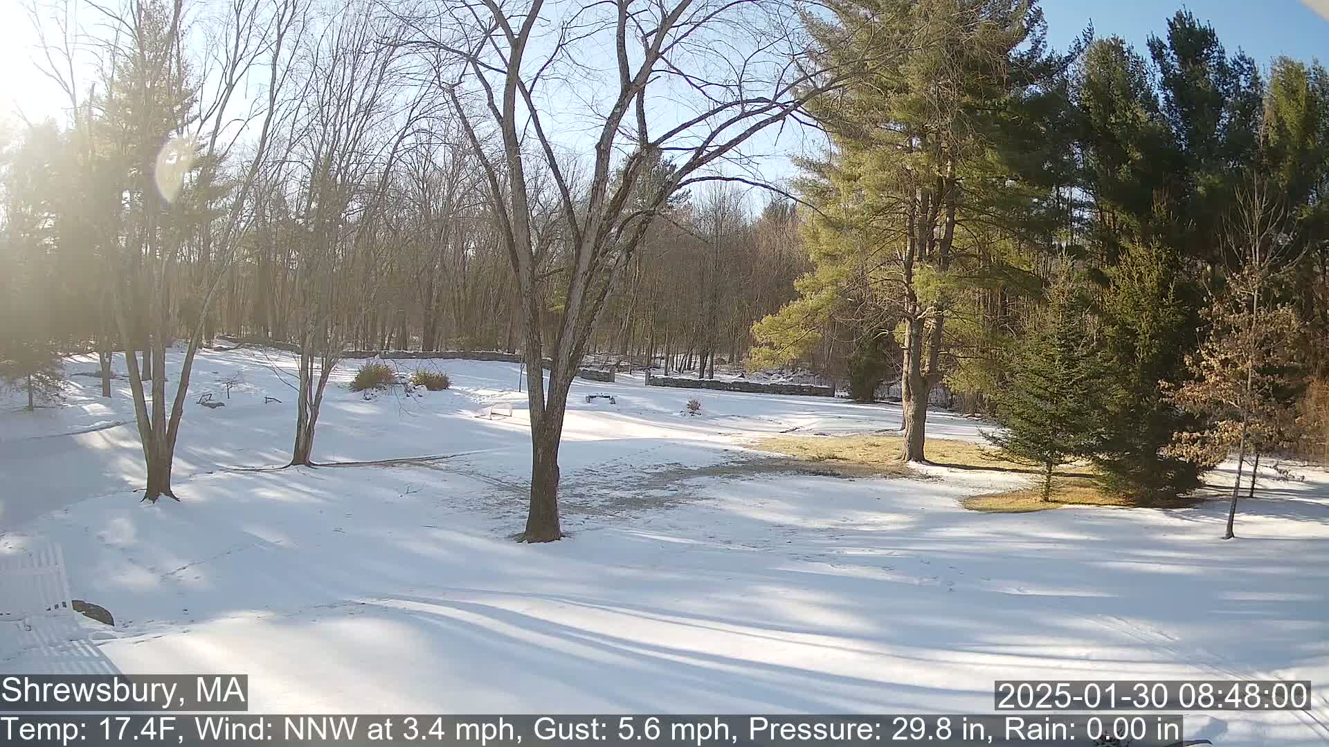 A snow-covered yard, surrounded by leafless deciduous trees and evergreen conifers, is bathed in bright sunlight.