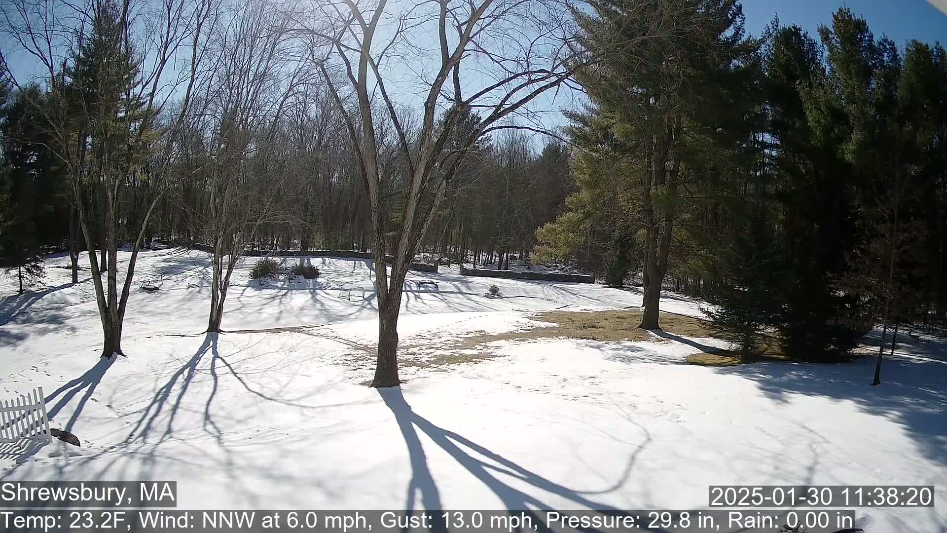 A snow-covered yard with bare deciduous trees and evergreen trees in the background under a sunny sky.