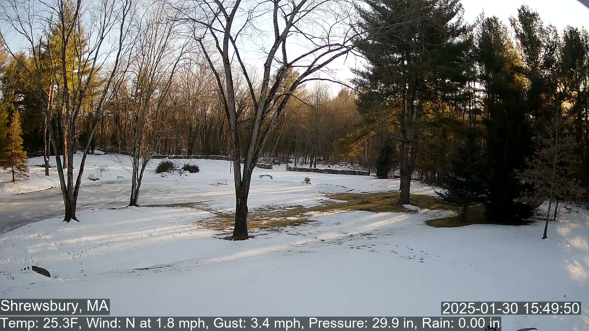 A snow-covered yard with bare deciduous trees and evergreens is illuminated by the low afternoon sun.