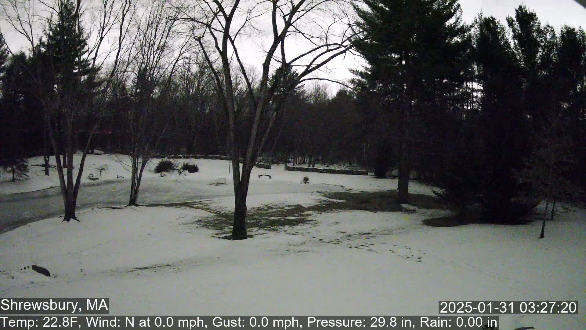 A snow-covered yard is surrounded by bare trees and evergreens under a gray, overcast sky.