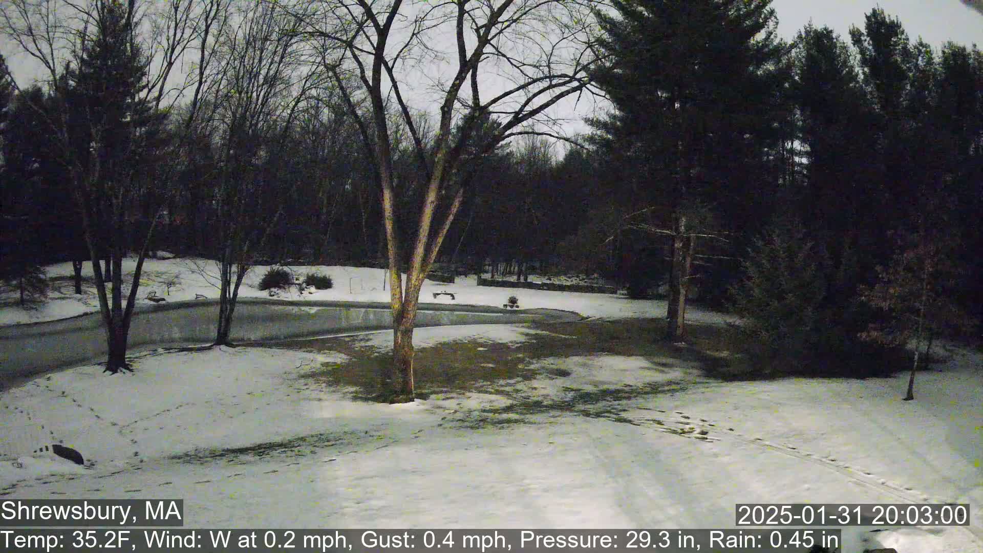 A snow-covered yard at night, bordered by dark trees under a gray sky.