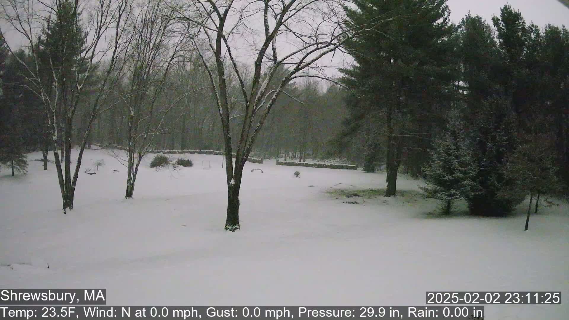 A snow-covered yard with leafless trees and evergreens in the background during a light snowfall.