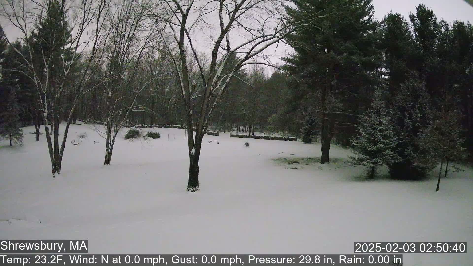 A snow-covered yard with bare deciduous trees and evergreen trees in the background under a cloudy sky.
