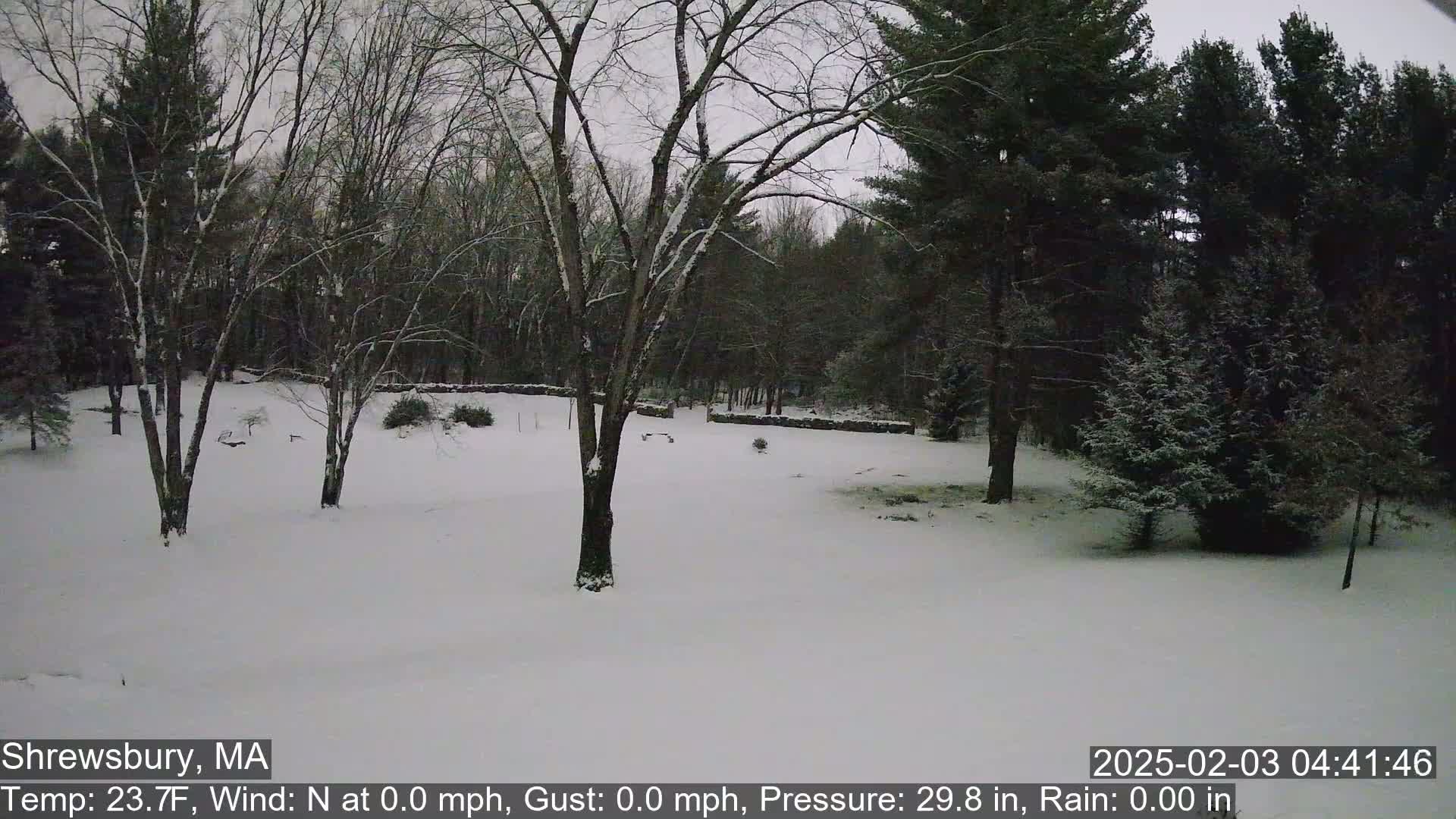 A snow-covered yard surrounded by leafless trees and evergreens under a gray sky.