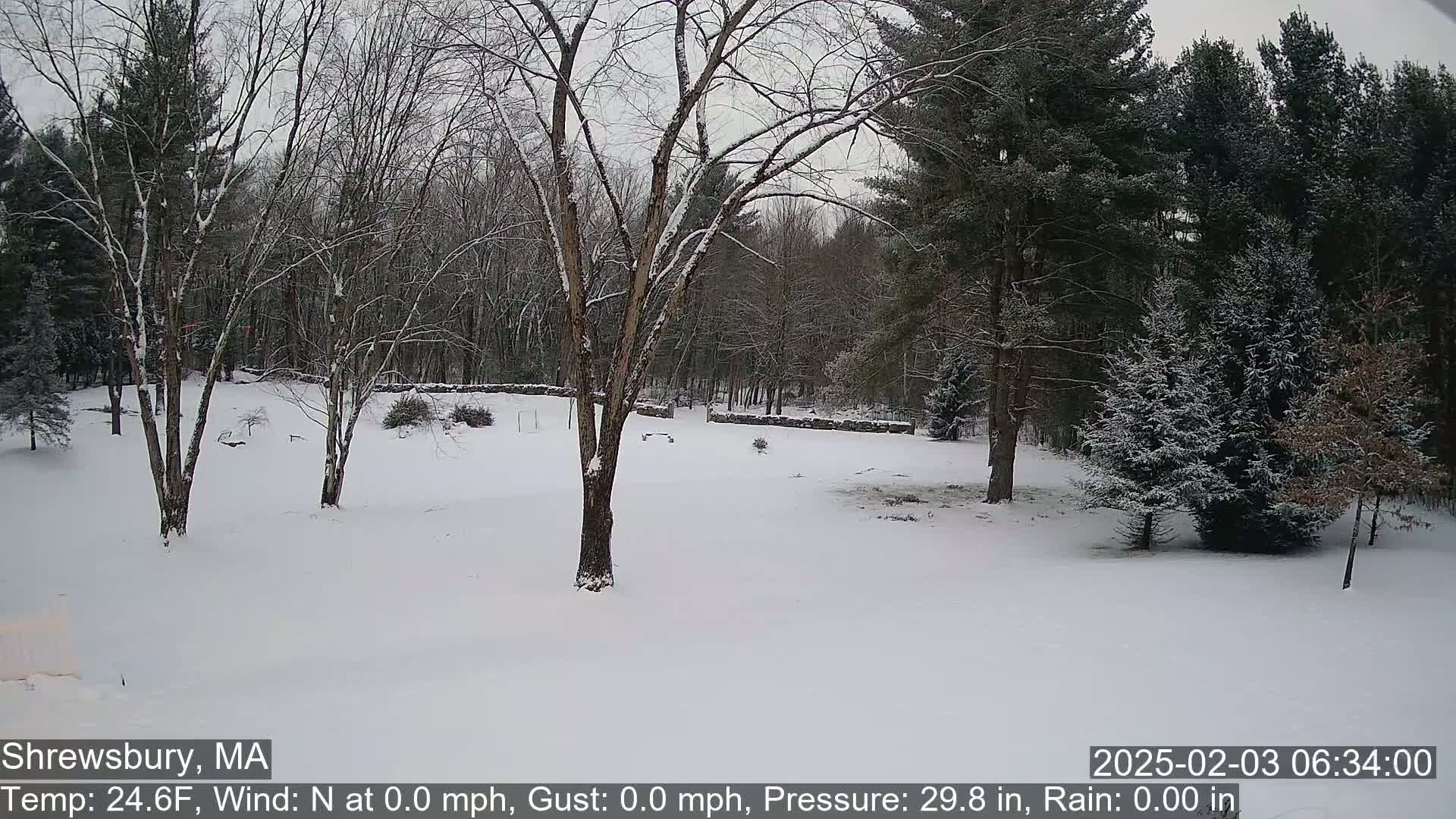 A snow-covered yard with leafless trees and evergreen trees in the background under a cloudy sky.